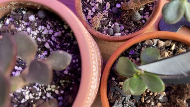 Идеальный бонсай. Третий контроль