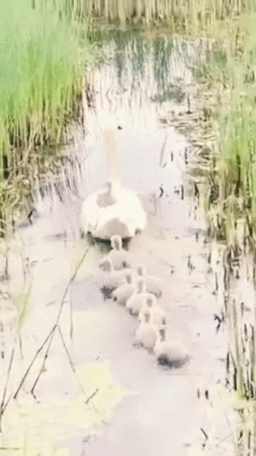 Мама с детьми на прогулке смотреть онлайн