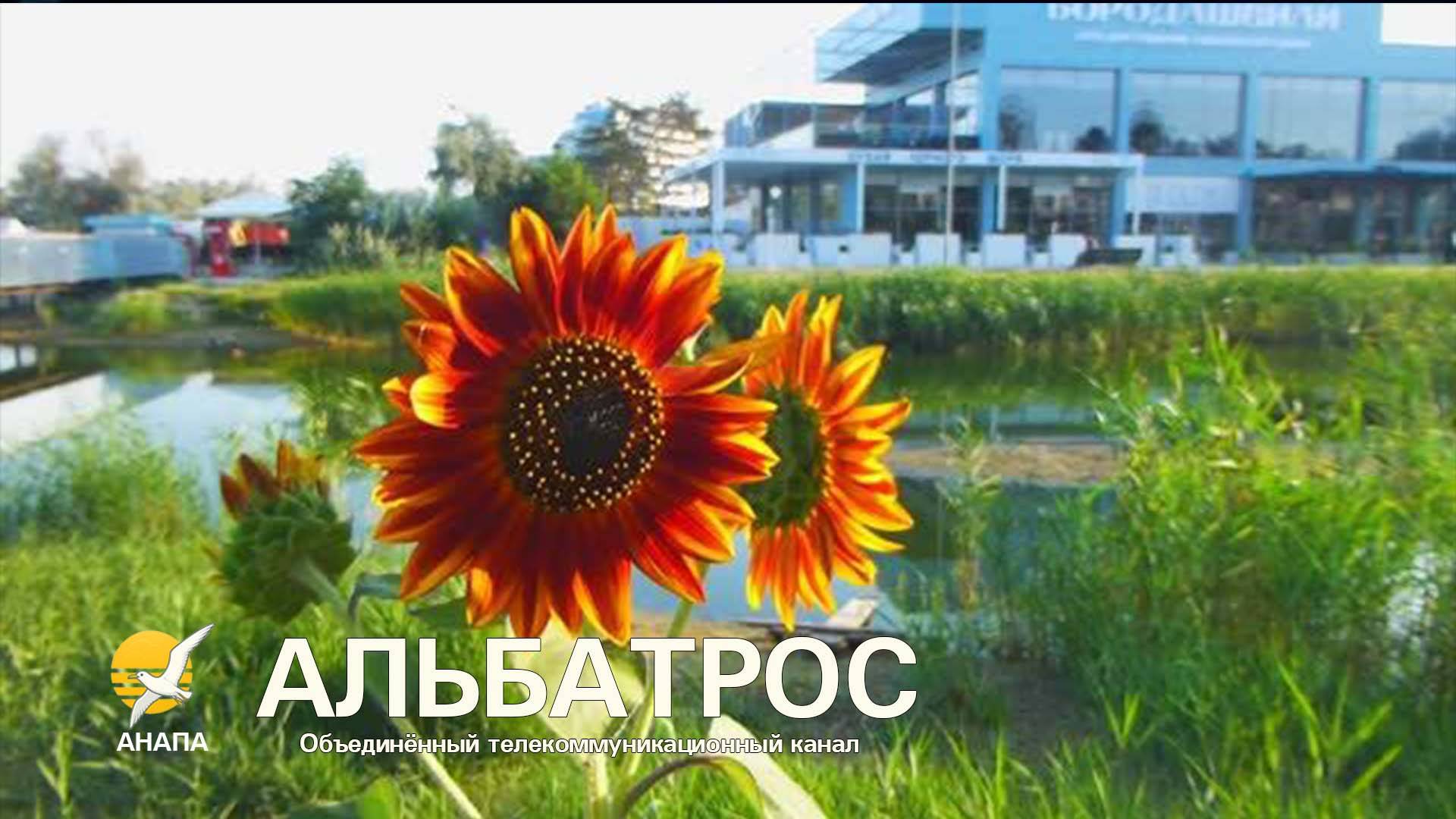 🔥 Утро на Анапке: подсолнухи в огне, утки в строю, а друг… пропал! // 10 августа 2025 г. АНАПА