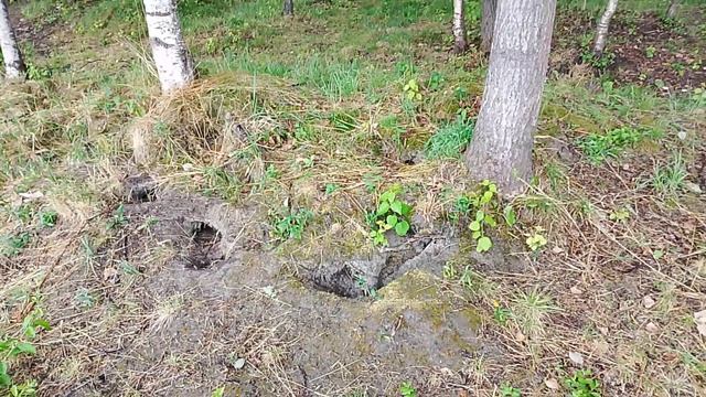 Крысы живут смотреть онлайн