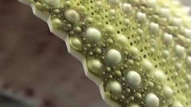 Мастер Лори. "Искусство удивляться"