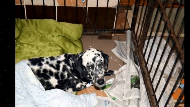 Голодный и крайне худой далматинец ходил по двору, заглядывая в окна...