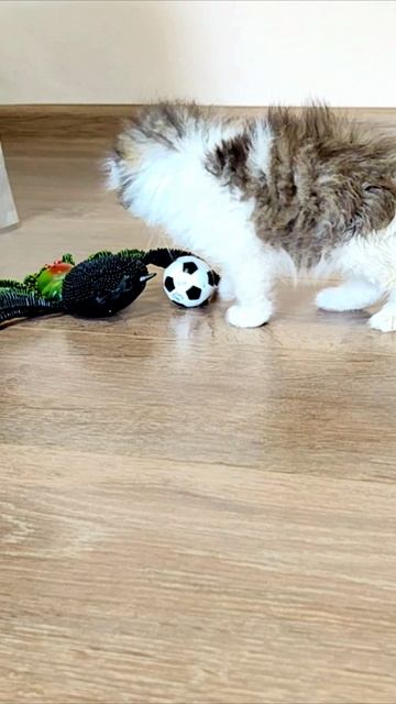 Котенок и паук играют с мячом. смотреть онлайн