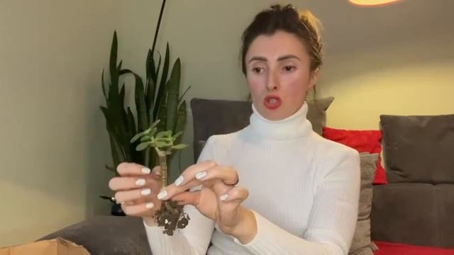 Идеальный бонсай. Техника 1 Часть 3. Практика