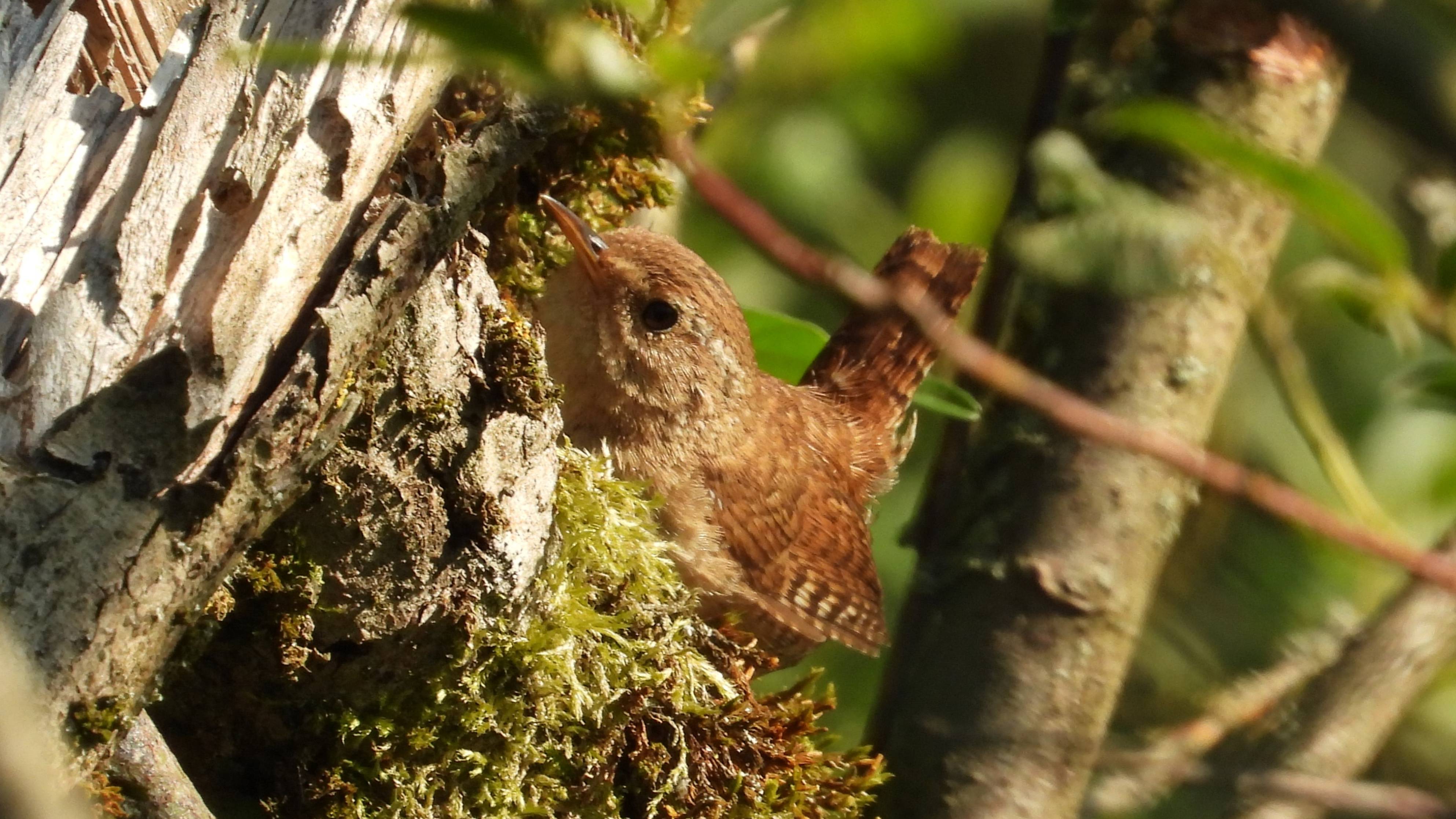 Крапивник, наблюдение птиц в Новгородской области, Ушерско, 10 августа 2025 смотреть онлайн