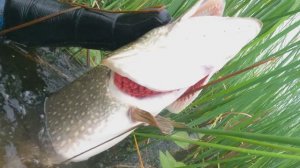 Встретил КРОКОДИЛА в Камышах.  Подводная охота на щуку в протоках реки Белая в Башкирии.