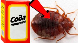 Как избавиться от клопов в доме За 3 минуты..!.!.!.