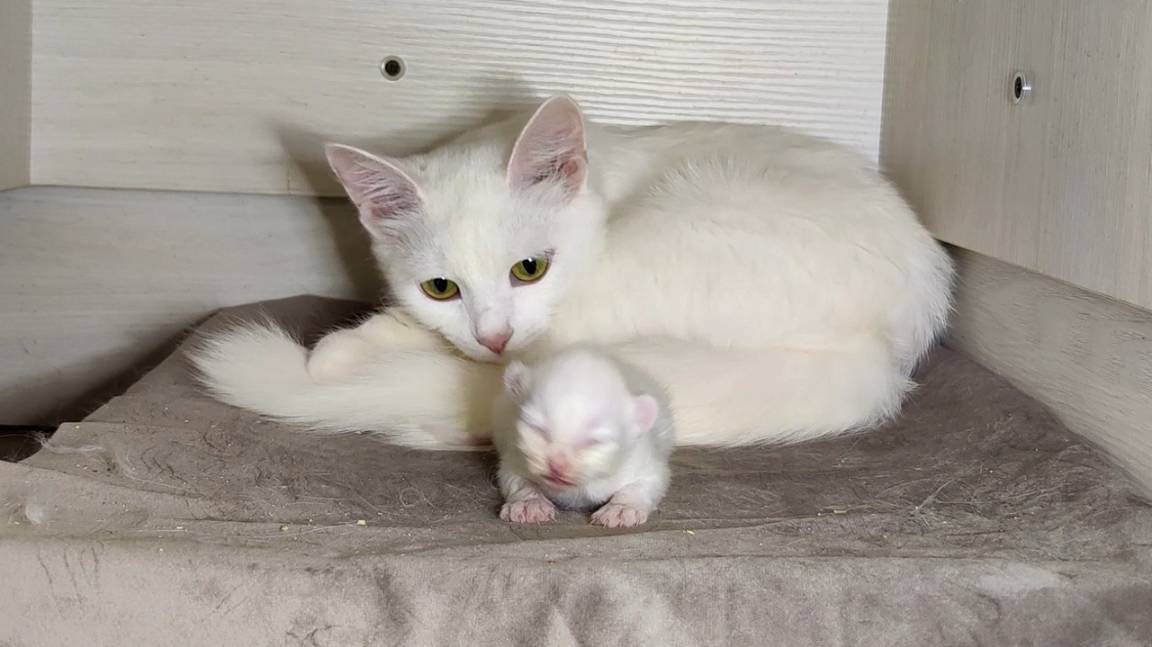 Новорожденный котенок и его мама-кошка. 25 минут с новорожденным котенком. Как растёт новорожденный смотреть онлайн