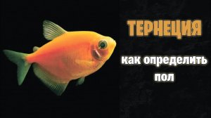 ТЕРНЕЦИЯ - как определить пол - аквариумистика
