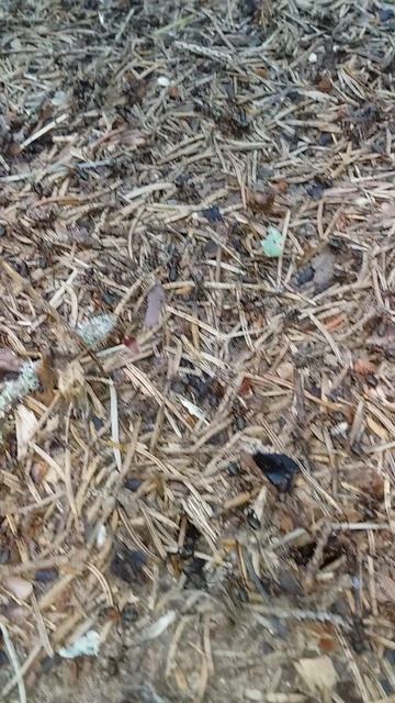 Муравьи в Беларуси (Минская область)