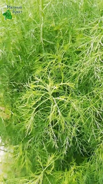 Полынь Божье дерево и полынь Пурша. Август 2025г