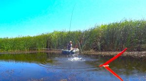 ЦАРСКАЯ РЫБА в колхозном пруду!! Рыбалка на линя с поплавоком