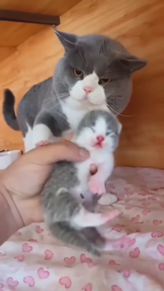 Для поднятия настроения. Юмор) смотреть онлайн