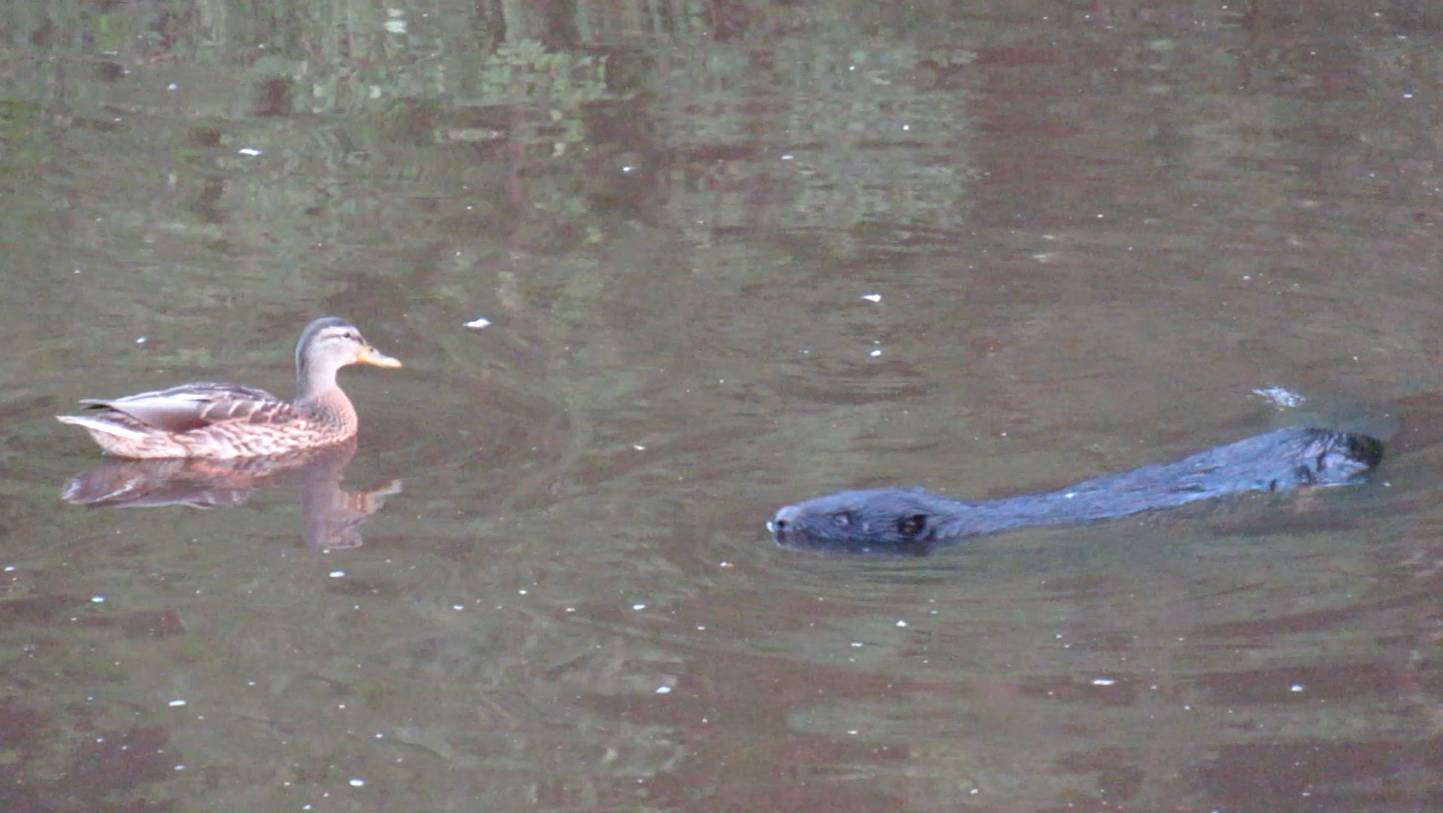 Бобр плавает с утками смотреть онлайн