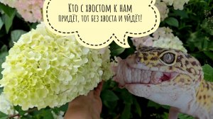 Сначала про заботушки и цветочки, потом про откушенный хвост геккона - видео на почти любой вкус!