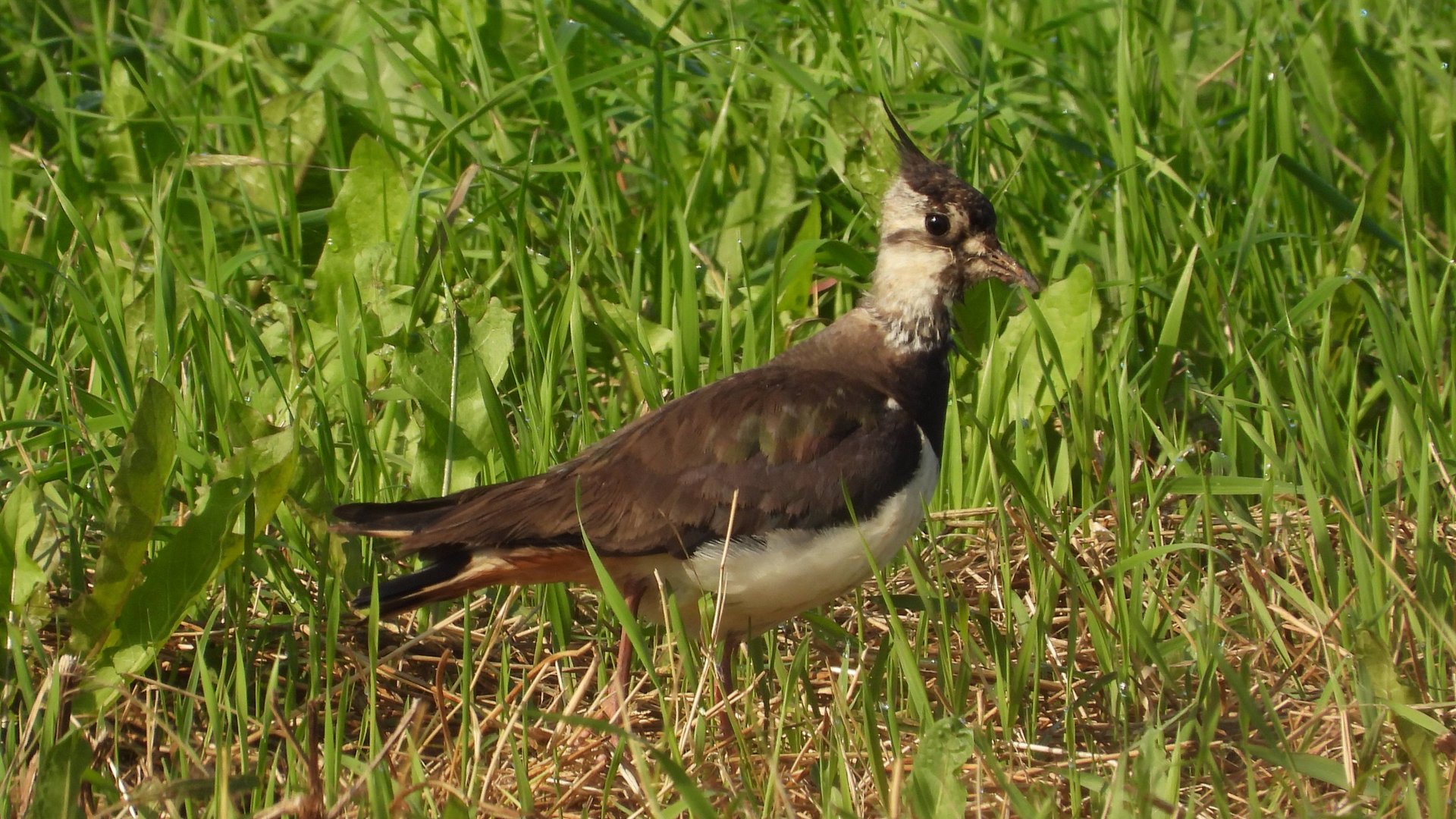 Чибис, наблюдение птиц в Новгородской области, Ушерско, 10 августа 2025 смотреть онлайн