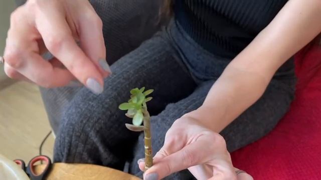 Идеальный бонсай. Техника 1.ПРАКТИКА. Новый черенок