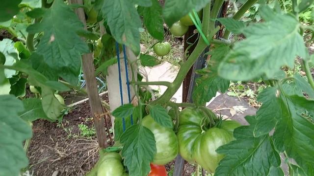 ОБЗОР ТОМАТОВ В АВГУСТЕ. ОТКРЫТЫЙ ГРУНТ. смотреть онлайн