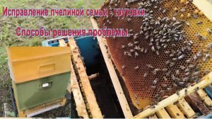 Пчелиную семью - трутовку не удалось исправить. Ошибка пчеловода выходного дня . #пчелы _трутовки.