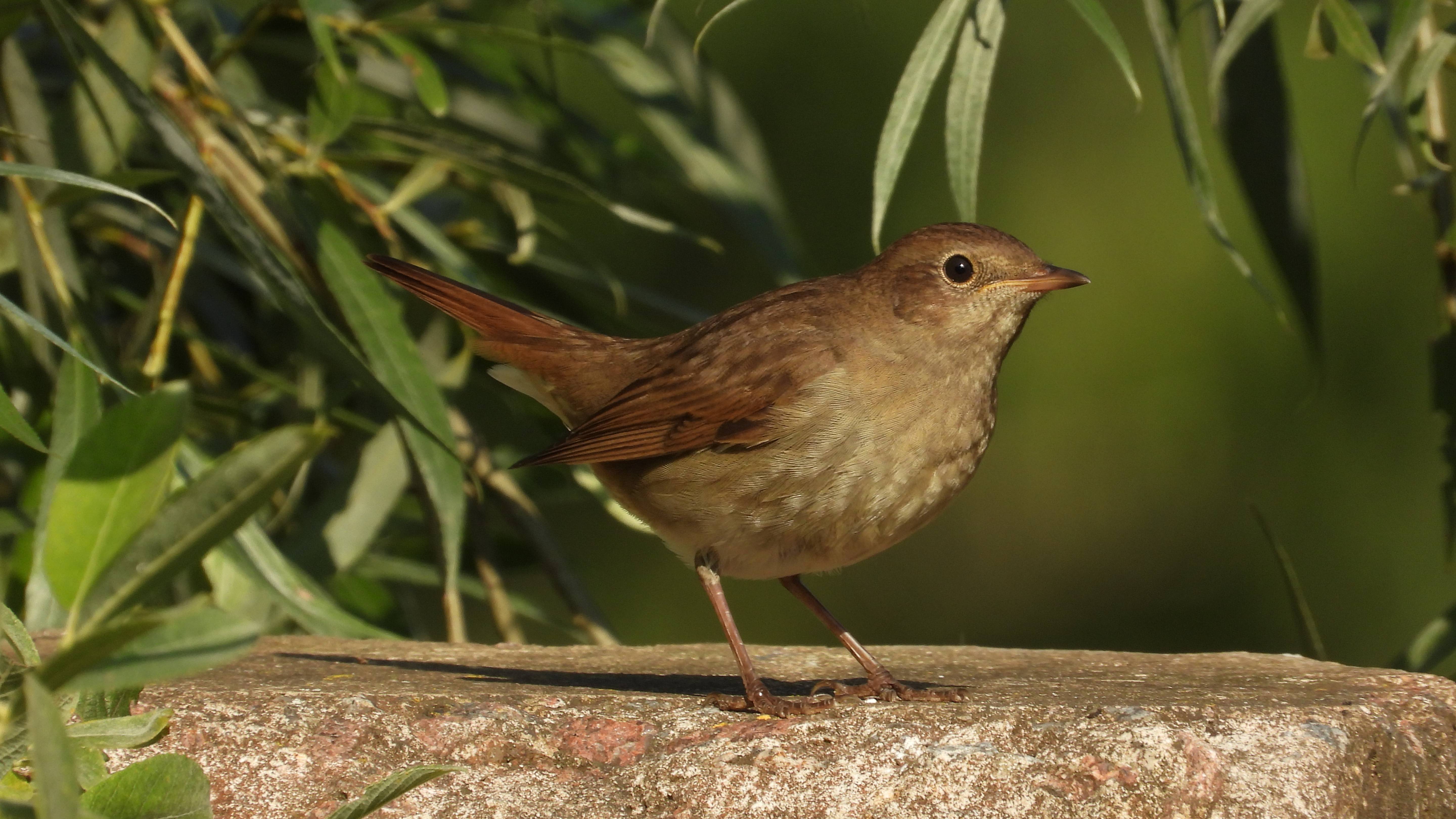 Соловей летом не поёт, наблюдение птиц в Новгородской области, Ушерско, 10 августа 2025 смотреть онлайн