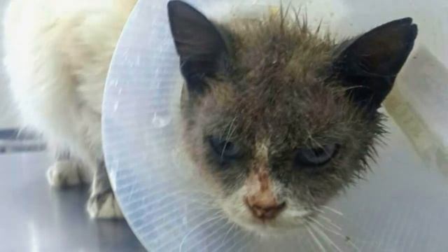 НЕСЧАСТНЫЙ кот заглядывал в глаза прохожим и мяукал прося о помощи, но его не замечали...