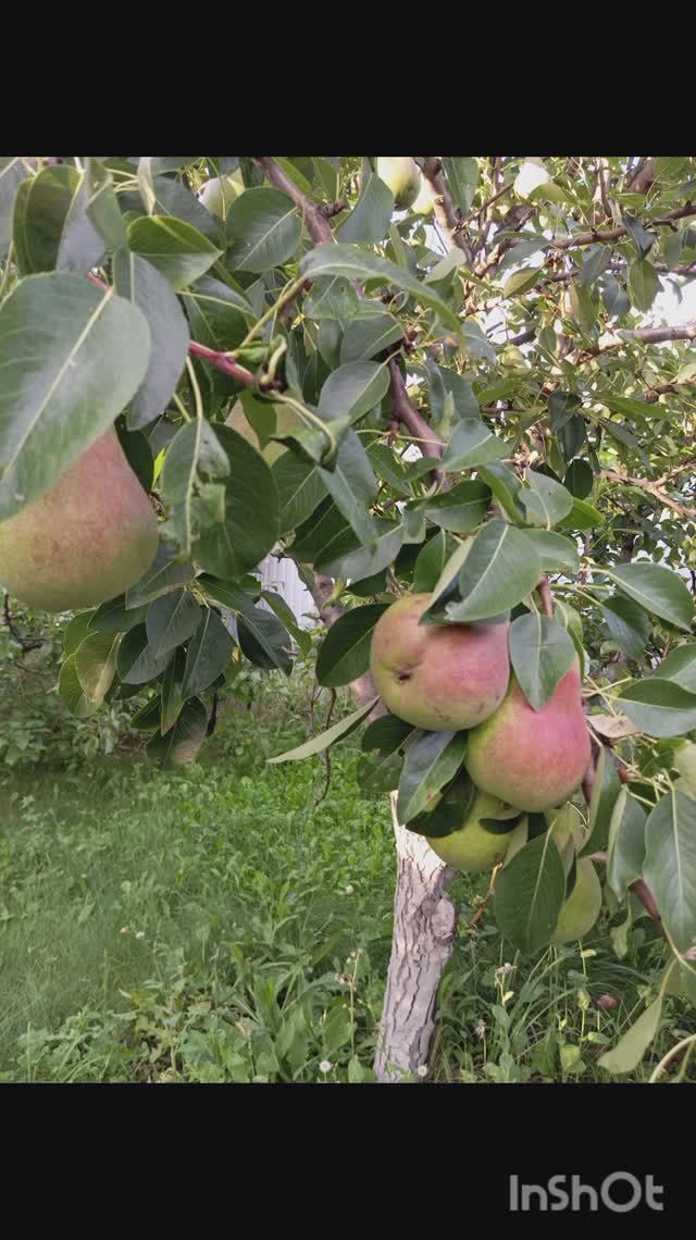 Во саду ли... смотреть онлайн