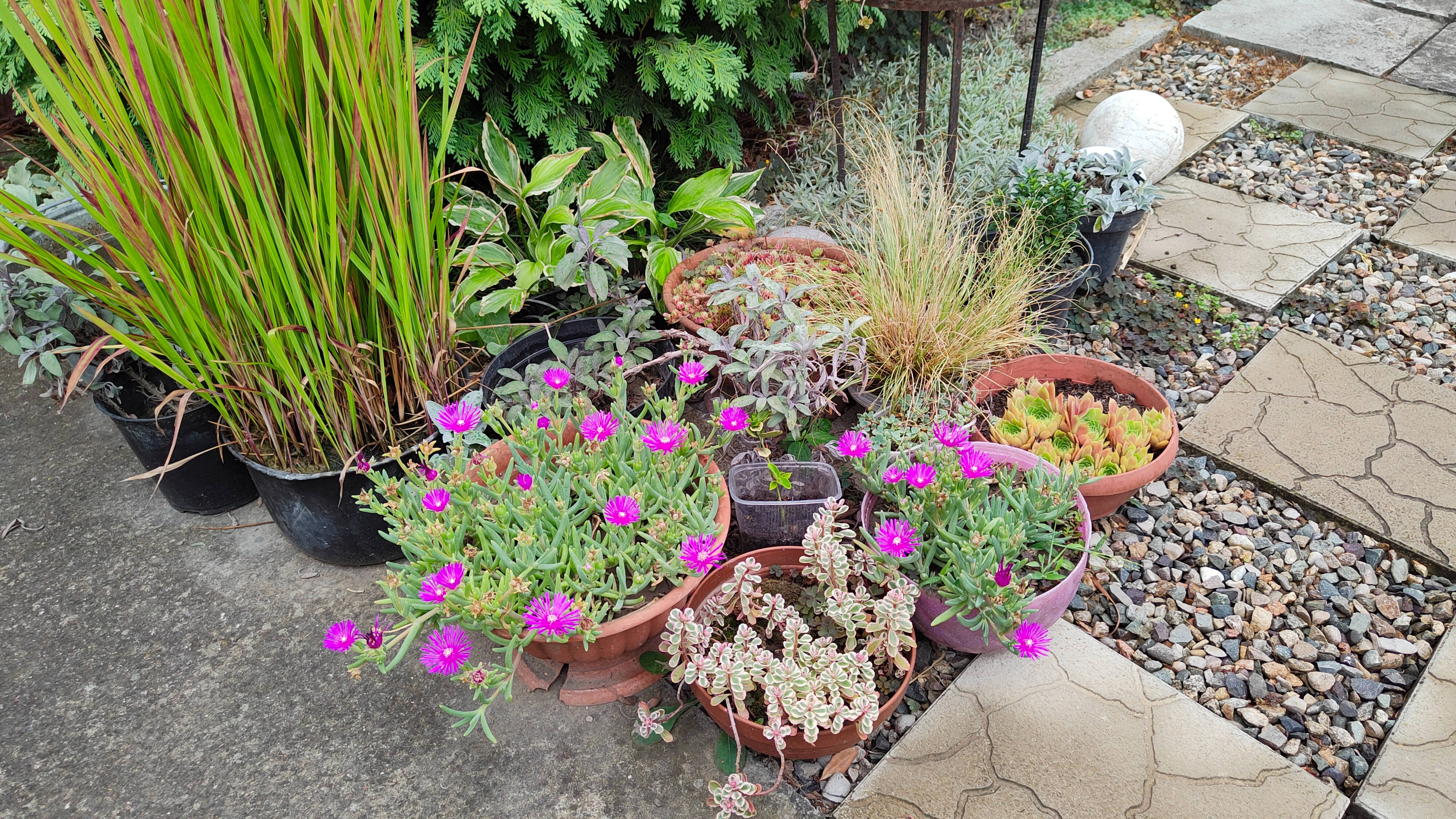 Нужна ли в саду вербена бонарская? Прогулка по саду 8 и 9 августа 2025 г. Пятигорск смотреть онлайн