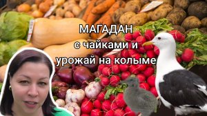 Магадан: нашествие чаек и ярмарка в городе.