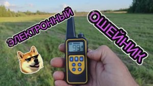 Электронный ошейник для собаки. Стоит ли брать 🐕