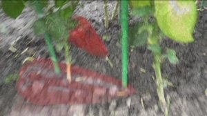 Перец АТЛАНТ