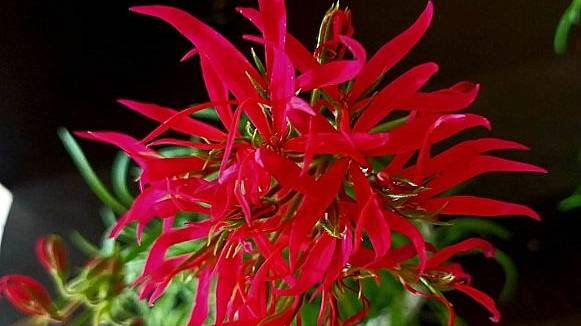 Пеларгония медуза Ирида Карибы в опасности. Тайна стремительного увядания смотреть онлайн