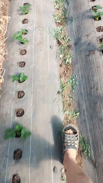 Мурано и Крапо 10 через 3 недели после высадки 🍓🍓🍓 смотреть онлайн