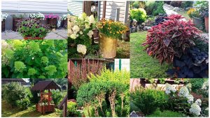 Цветочный август в моём маленьком дворике. Гортензии, колеусы , георгины  радуют глаз.