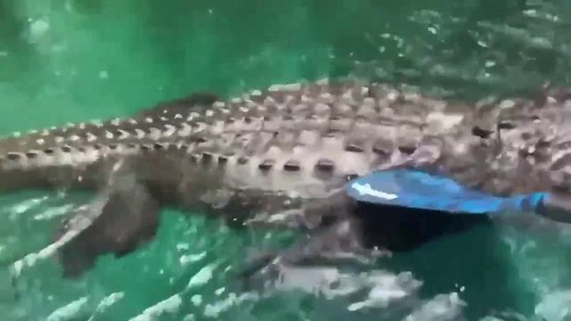 Крокодил Гена.