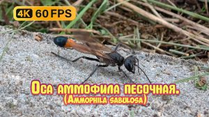 Оса аммофила песочная (Ammophila sabulosa)  4К.