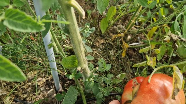 9 августа 2025