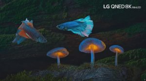 Обзор:  ДЕМО ТВ-видео в формате 8K HDR10 500nit.