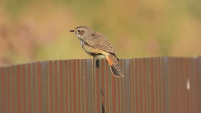 Варакушка, наблюдение птиц в Новгородской области, Ушерско, 10 августа 2025 смотреть онлайн