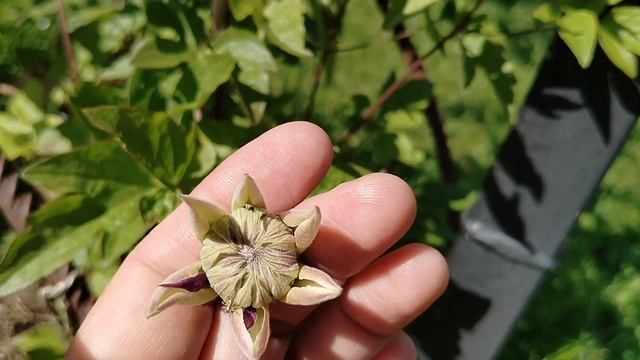 Клематис 'Тайга' - от бутона до цветка, все стадии. 2025 смотреть онлайн