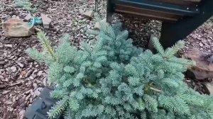 Сад хвойный 🌲,редких растений 🌲🤗Август 2025.