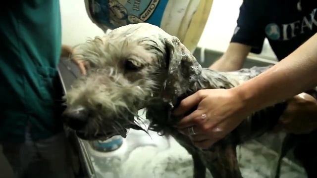 БЕЗ СИЛ ОБЛИТЫЙ ЕДКОЙ ЖИДКОСТЬЮ он еле шел по обочине дороги