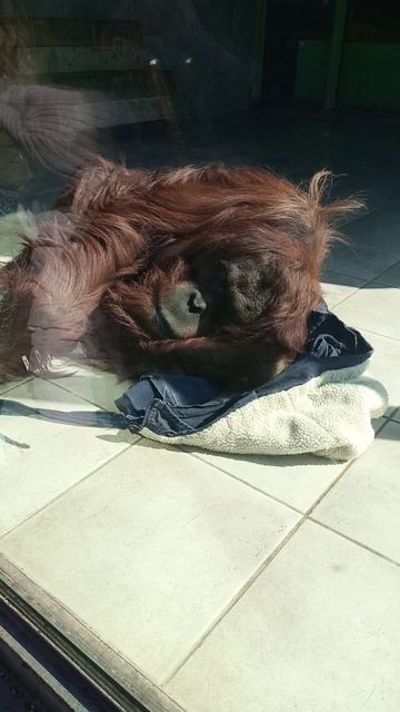 Орангутанг балдеет в Геленджике! смотреть онлайн