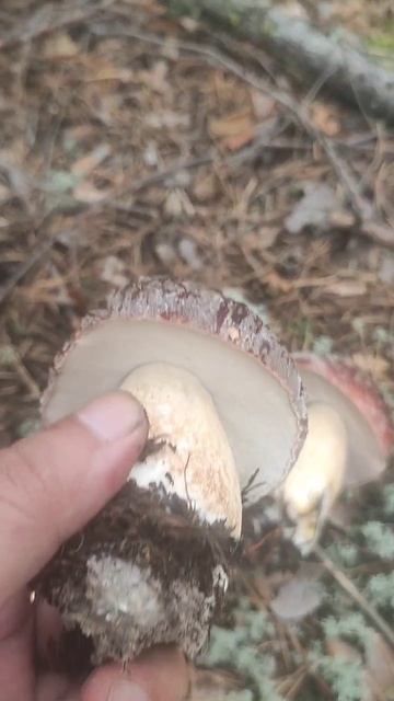 Борокики в Азанке. Сегодня полное видео. Грибы.