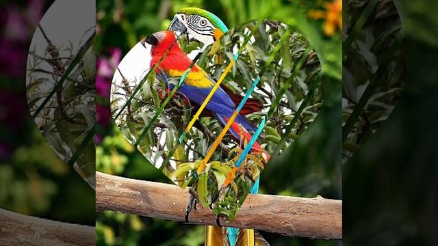 Попугай ара