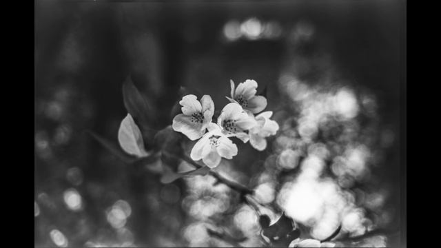 Обзор фотопленки Kodak 2378