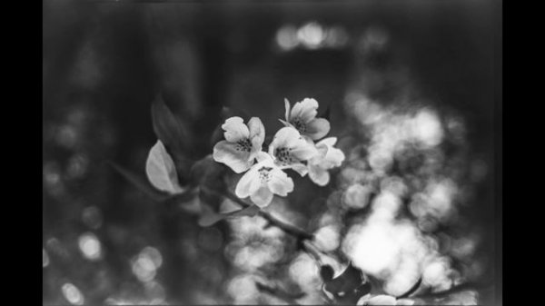 Обзор фотопленки kodak 2378