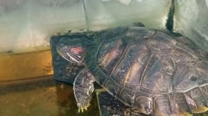 Красноухая черепаха 🐢 10-08-2025
