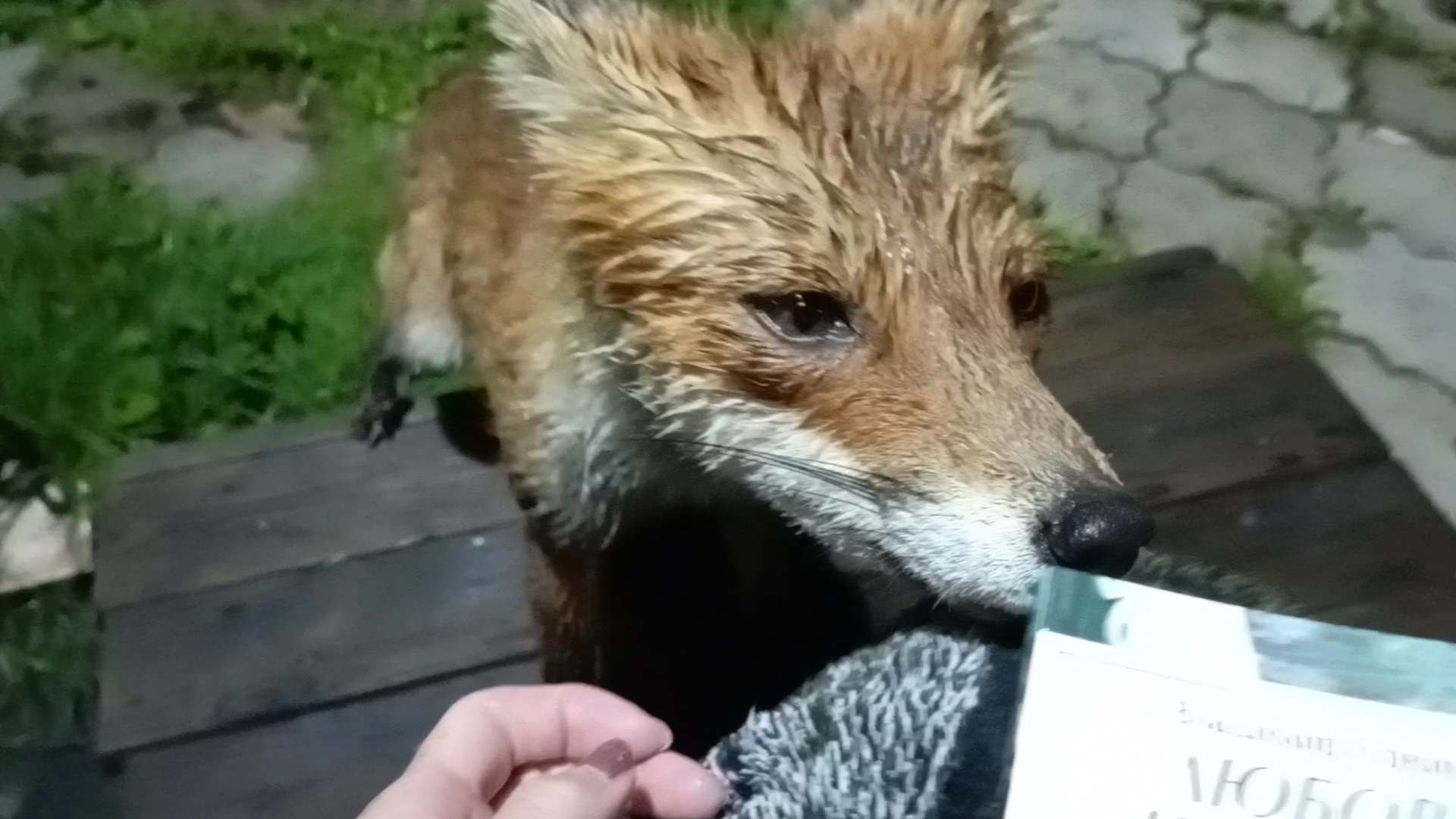 (1087) Лиса приходит в гости. Август 2025 смотреть онлайн