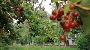 Церападус смесь вишни с черемухой