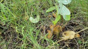 Тихая охота на грибы летом в Сибири